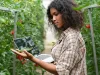 Agribusiness owner checking tomato quality