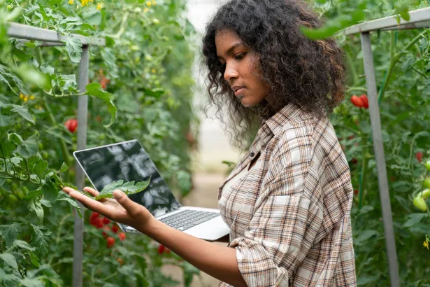 Agribusiness owner checking tomato quality