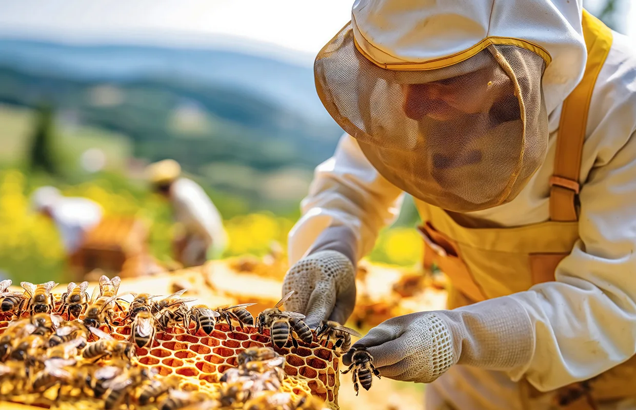 A man in a beekeeper's suit is tending to a hive of bees