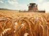 Expansive wheat field during harvest, a tractor working under a clear sky with golden grains swaying