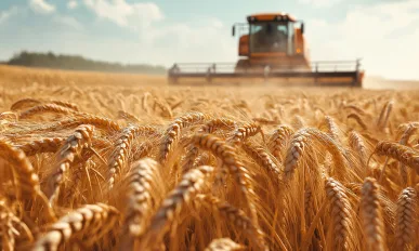 Expansive wheat field during harvest, a tractor working under a clear sky with golden grains swaying