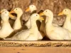Luv-a-Duck Wimmera Gold Ducks