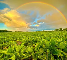 Michigan Sugar Company