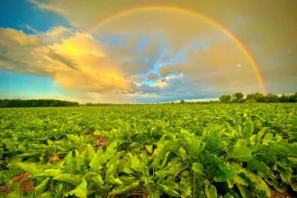 Michigan Sugar Company