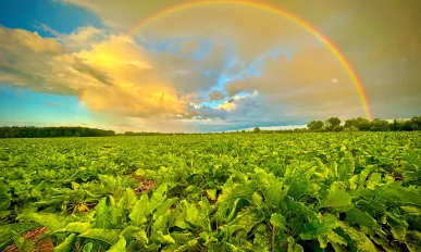 Michigan Sugar Company
