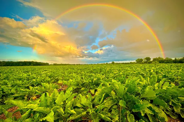 Michigan Sugar Company