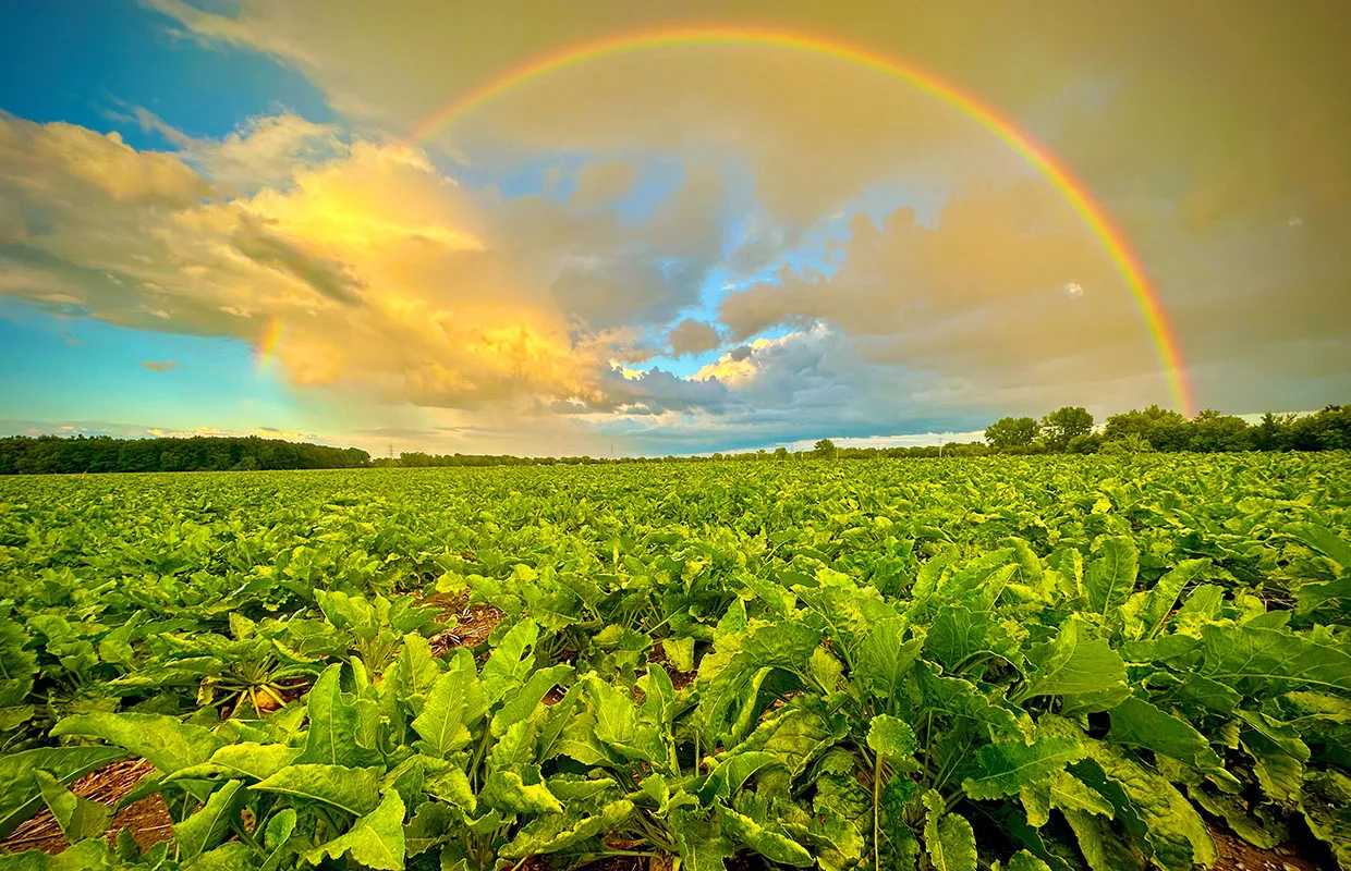 Michigan Sugar Company