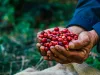 Sustainable Coffee Farming