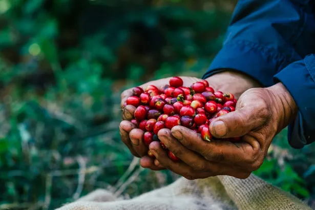 Sustainable Coffee Farming