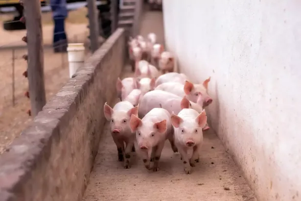 Number 2 Piggeries