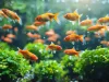 Golden fish swim in a lush aquaponics setup